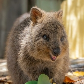 11 Cool And Interesting Facts People Learned About Animals