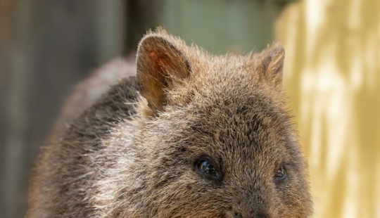 11 Cool And Interesting Facts People Learned About Animals