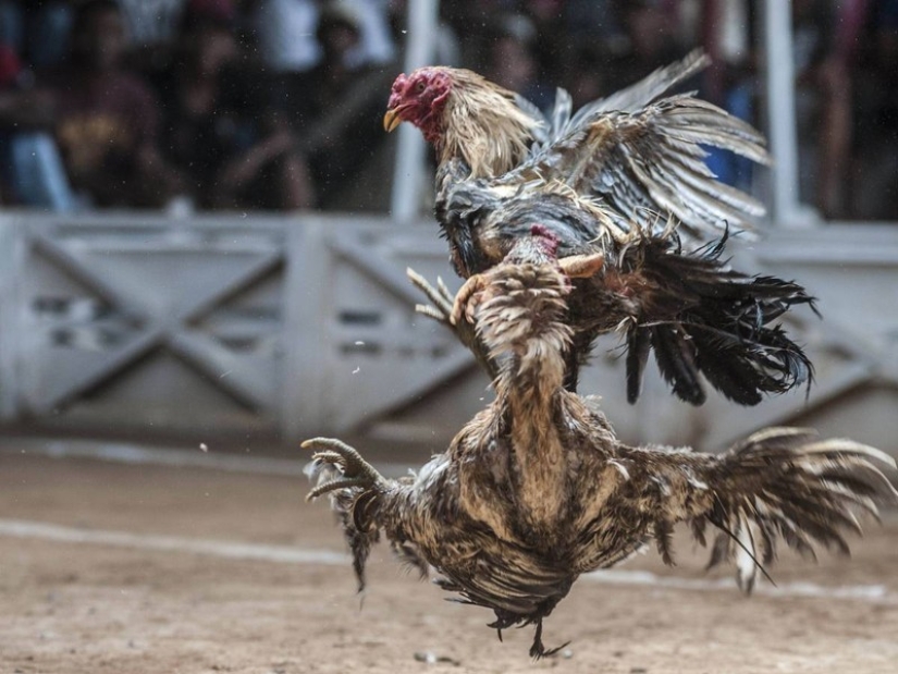 11 most ridiculous deaths in human history 11 most ridiculous deaths in human history