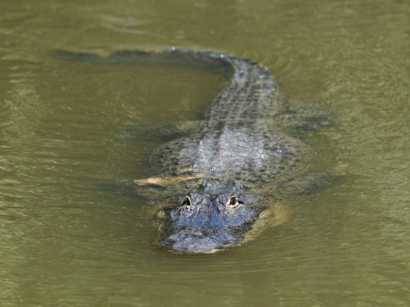 11 muertes más ridículas de la historia humana 11 muertes más ridículas de la historia humana