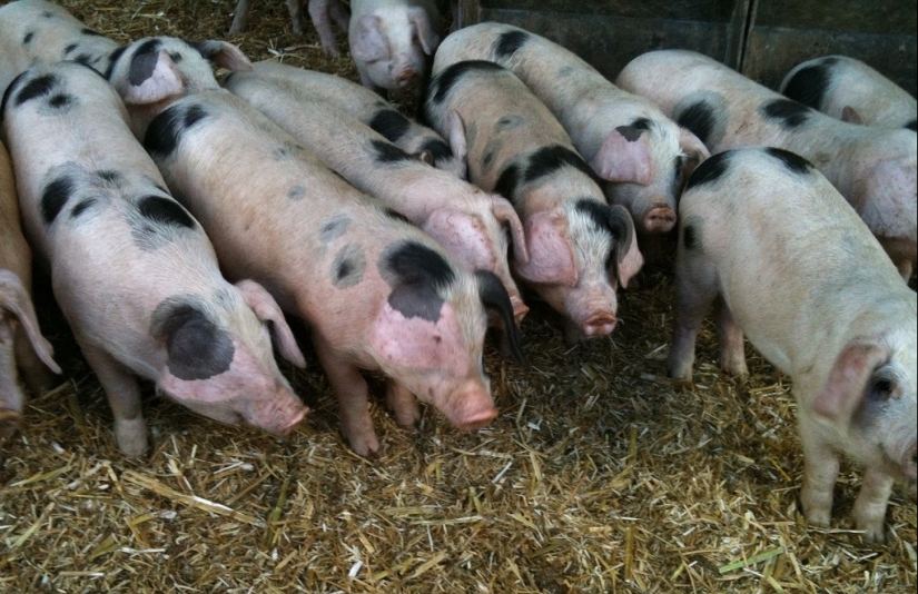 12 alimentos que son forjados por los chinos inventivos 12 alimentos que son forjados por los chinos inventivos