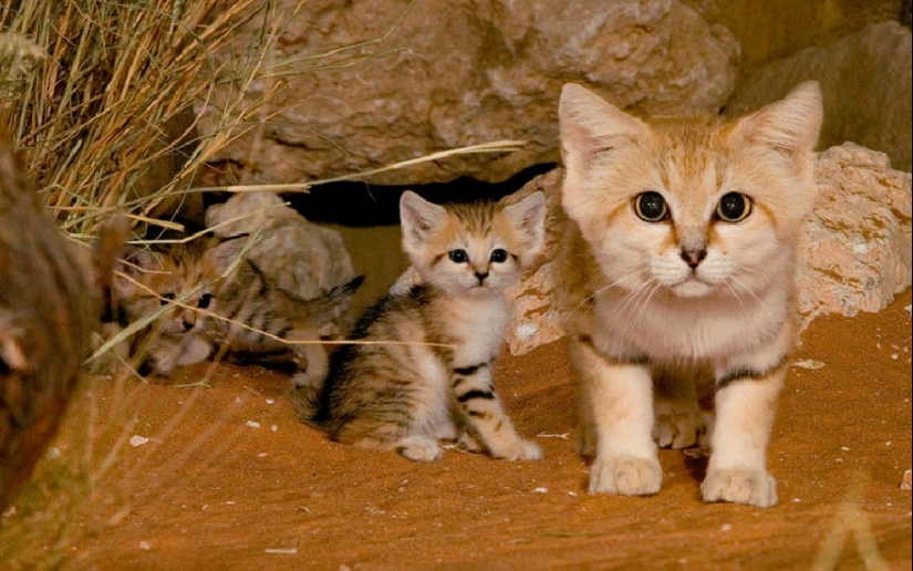 12 types of wild cats that you didn't know about