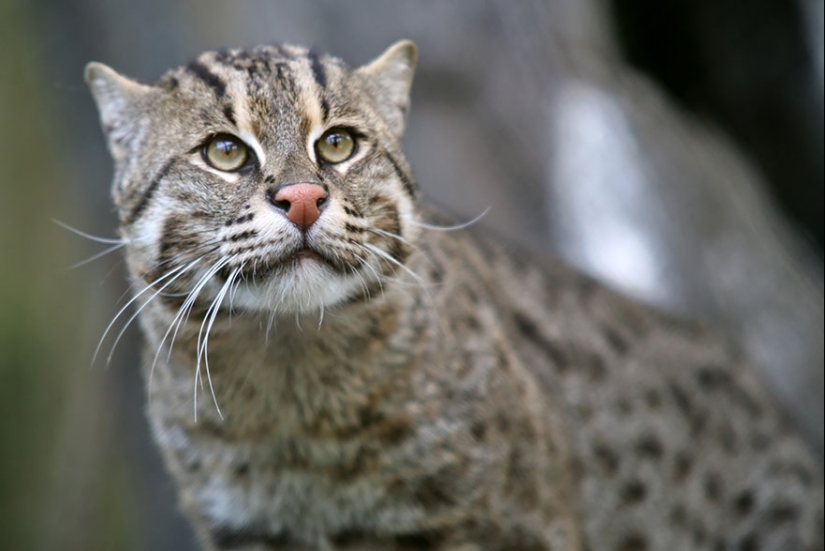 12 types of wild cats that you didn't know about