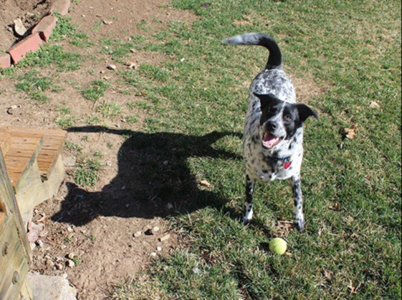 13 sombras extrañas que no son lo que parecen