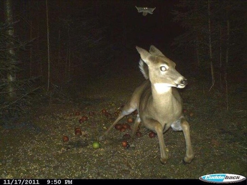 14 of the most eerie shots from hunting night vision cameras 14 of the most eerie shots from hunting night vision cameras