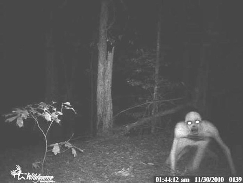 14 of the most eerie shots from hunting night vision cameras 14 of the most eerie shots from hunting night vision cameras