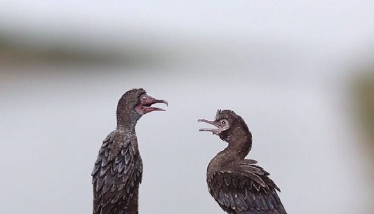 14 pequeñas esculturas de papel realistas de animales que este dúo ha creado