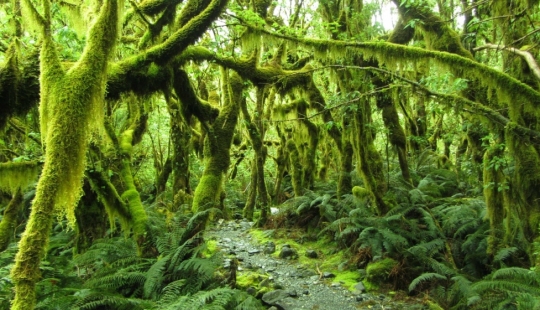 14 photos with which you will discover the magical nature of New Zealand 14 photos with which you will discover the magical nature of New Zealand