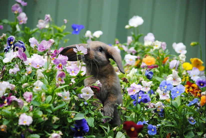 15 adorable animals that enjoy the scent of flowers
