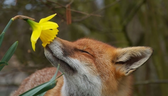 15 adorable animals that enjoy the scent of flowers 15 adorable animals that enjoy the scent of flowers