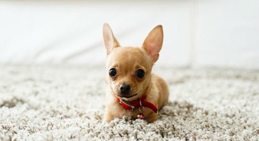 15 amazing stories of animal heroes who saved people from death 15 amazing stories of animal heroes who saved people from death