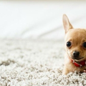 15 amazing stories of animal heroes who saved people from death