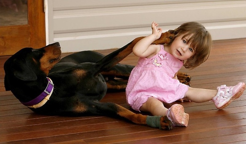 15 amazing stories of animal heroes who saved people from death 15 amazing stories of animal heroes who saved people from death