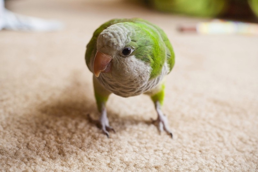 15 amazing stories of animal heroes who saved people from death 15 amazing stories of animal heroes who saved people from death