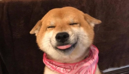 15 animales lindos aspecto en el que es difícil no sonreír 15 animales lindos aspecto en el que es difícil no sonreír