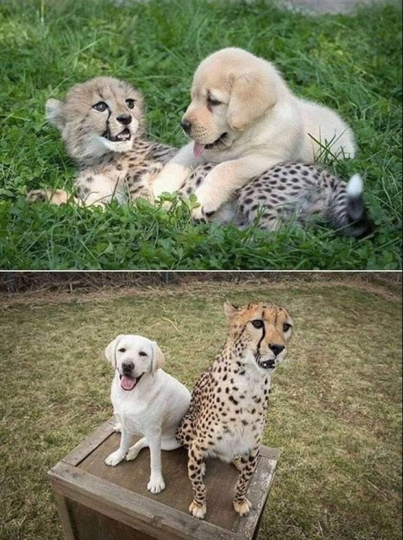 15 animales lindos aspecto en el que es difícil no sonreír 15 animales lindos aspecto en el que es difícil no sonreír