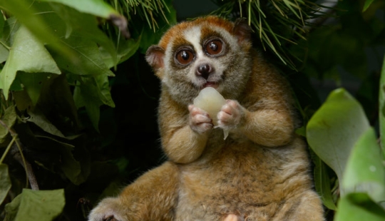 15 animales peligrosos, que consideramos tan agradable y amable 15 animales peligrosos, que consideramos tan agradable y amable