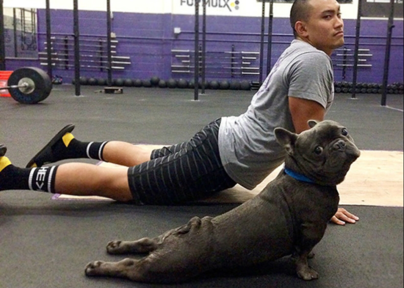 15 animales que hacen yoga más fresco que tú