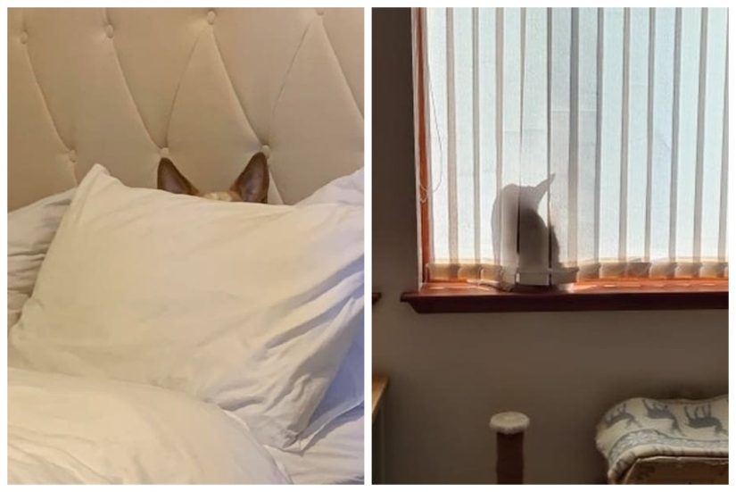 15 animals that can play hide-and-seek better than many people 15 animals that can play hide-and-seek better than many people