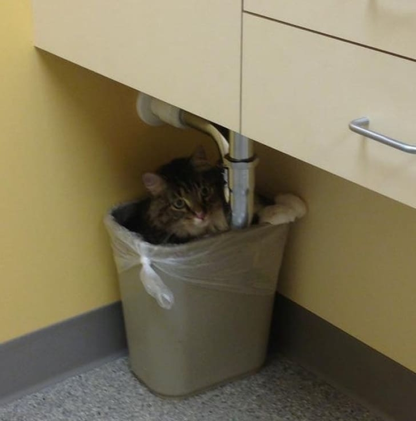 15 animals that can play hide-and-seek better than many people 15 animals that can play hide-and-seek better than many people