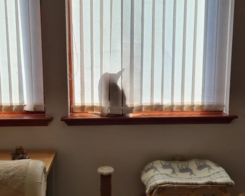 15 animals that can play hide-and-seek better than many people 15 animals that can play hide-and-seek better than many people