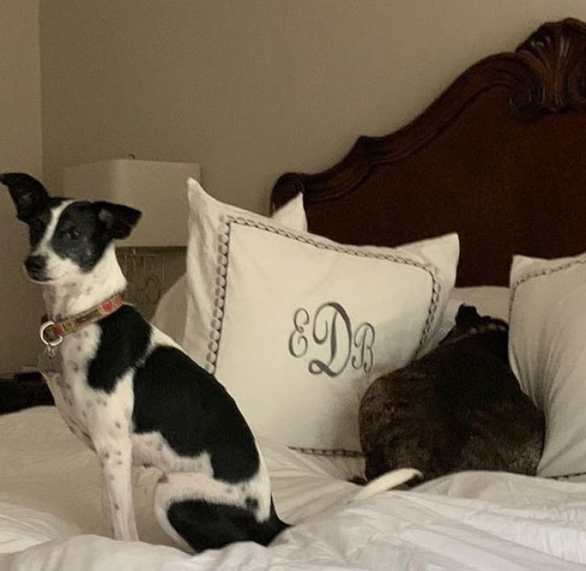 15 animals that can play hide-and-seek better than many people 15 animals that can play hide-and-seek better than many people