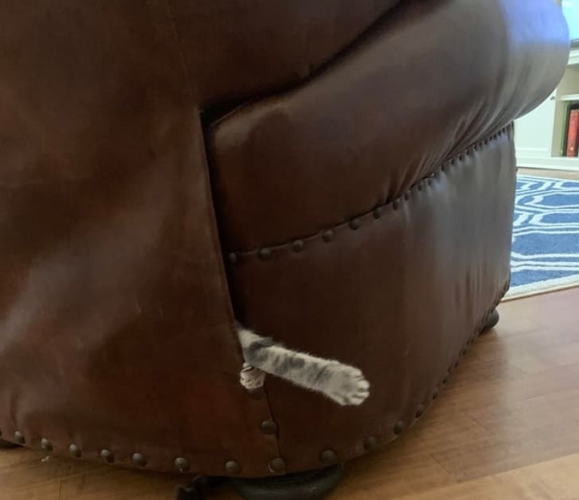 15 animals that can play hide-and-seek better than many people 15 animals that can play hide-and-seek better than many people