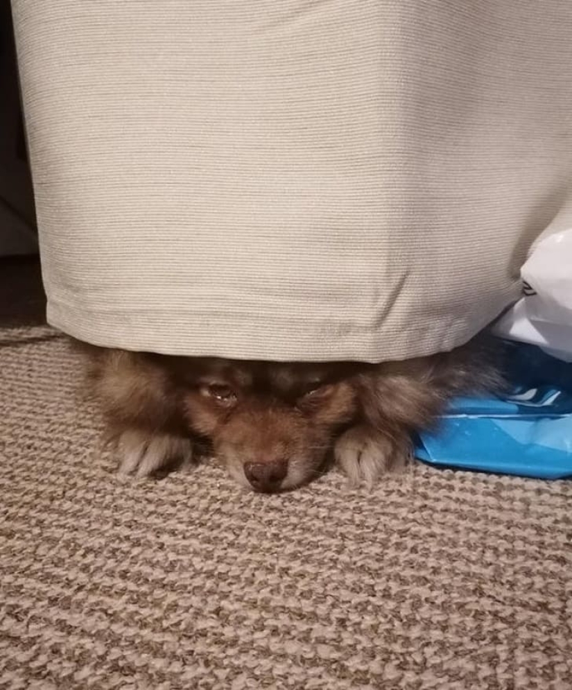 15 animals that can play hide-and-seek better than many people 15 animals that can play hide-and-seek better than many people
