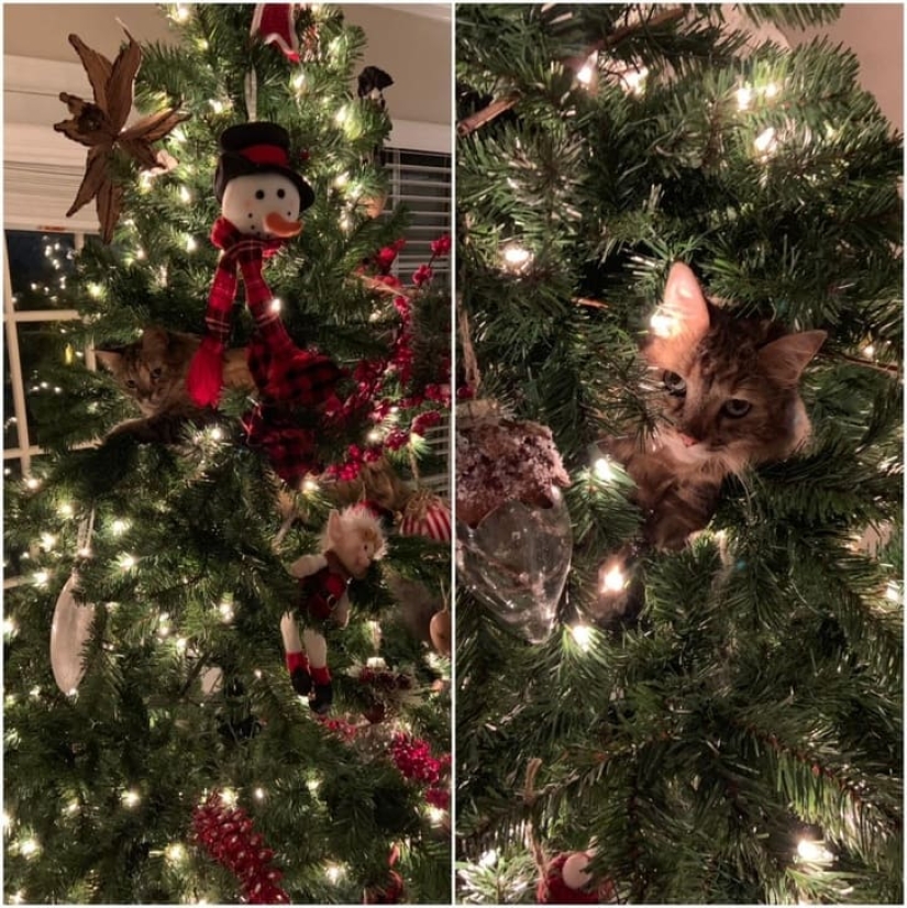 15 animals that can play hide-and-seek better than many people 15 animals that can play hide-and-seek better than many people