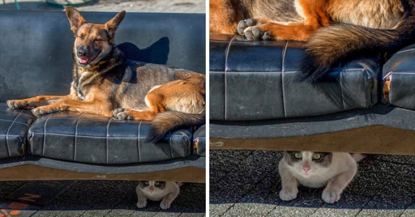 15 animals that can play hide-and-seek better than many people 15 animals that can play hide-and-seek better than many people