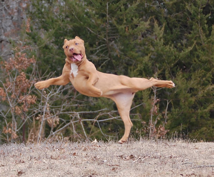15 animals that do yoga cooler than you