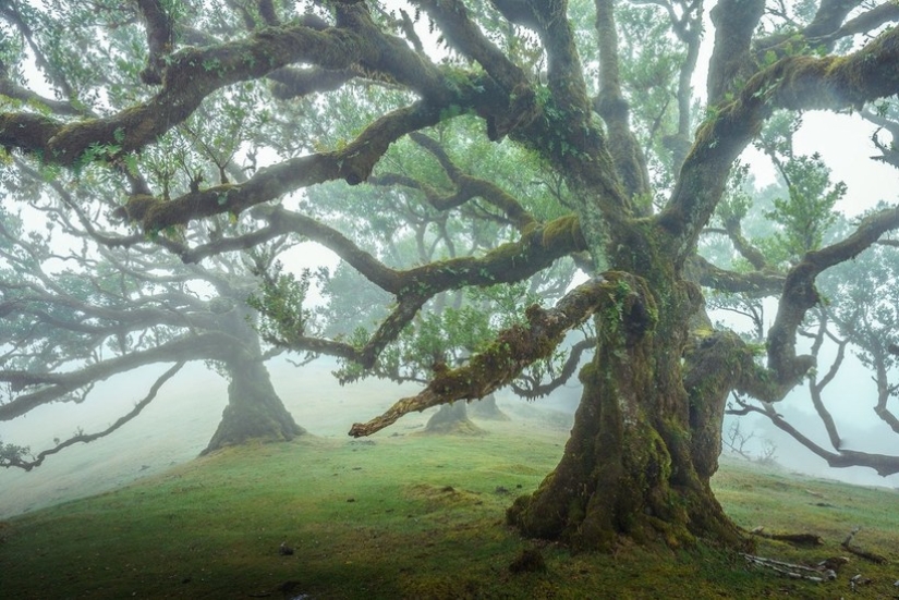 15 beautiful photos of mystical forests on the island of Madeira 15 beautiful photos of mystical forests on the island of Madeira
