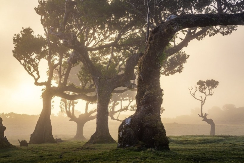 15 beautiful photos of mystical forests on the island of Madeira 15 beautiful photos of mystical forests on the island of Madeira