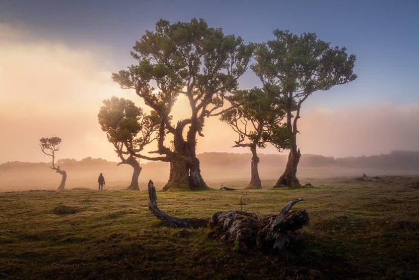 15 beautiful photos of mystical forests on the island of Madeira 15 beautiful photos of mystical forests on the island of Madeira