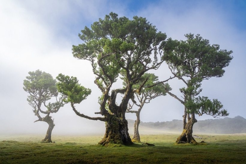 15 beautiful photos of mystical forests on the island of Madeira 15 beautiful photos of mystical forests on the island of Madeira