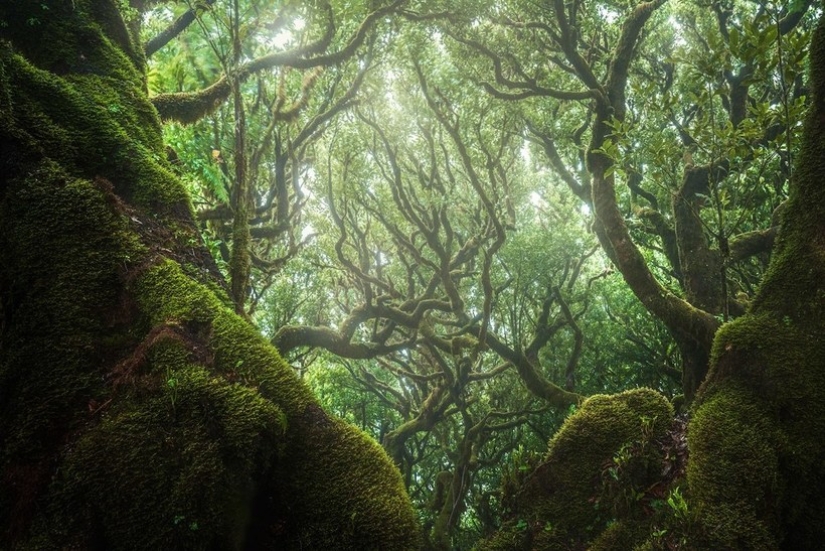 15 beautiful photos of mystical forests on the island of Madeira 15 beautiful photos of mystical forests on the island of Madeira