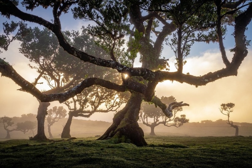 15 beautiful photos of mystical forests on the island of Madeira 15 beautiful photos of mystical forests on the island of Madeira
