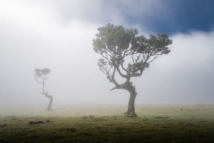 15 beautiful photos of mystical forests on the island of Madeira 15 beautiful photos of mystical forests on the island of Madeira