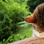 15 cases when people have committed stupidity worthy of a joke