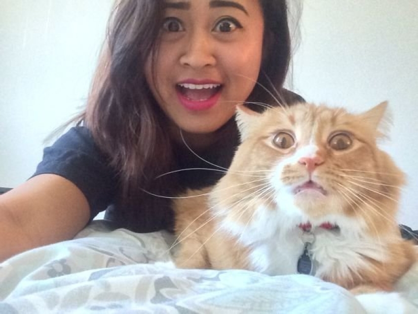 15 cats who hate selfies with people 15 cats who hate selfies with people