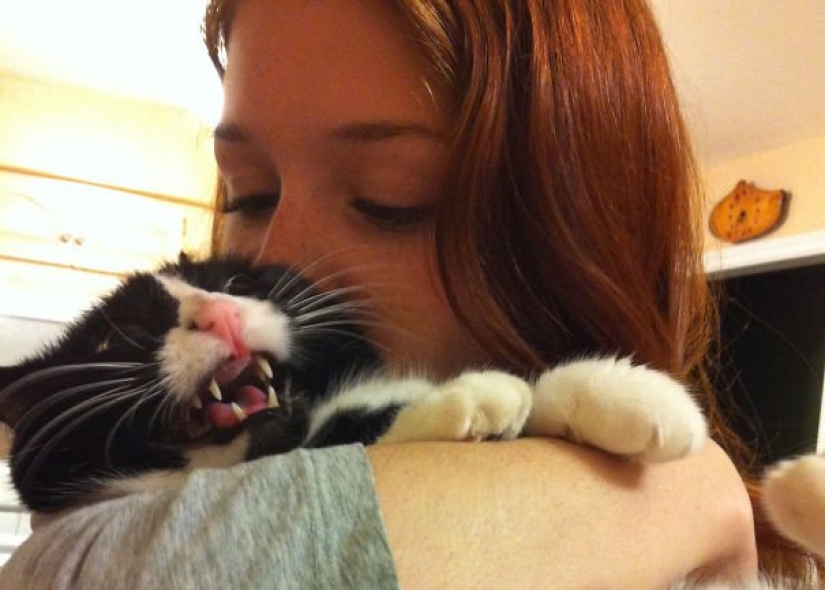15 cats who hate selfies with people 15 cats who hate selfies with people