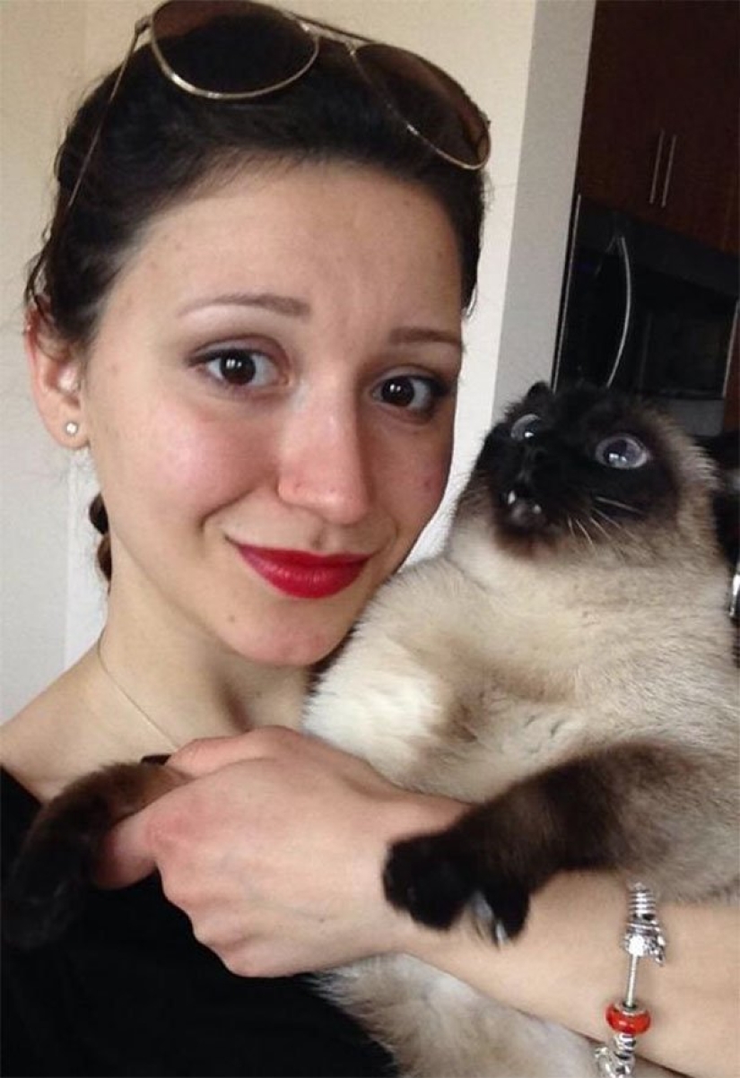 15 cats who hate selfies with people 15 cats who hate selfies with people