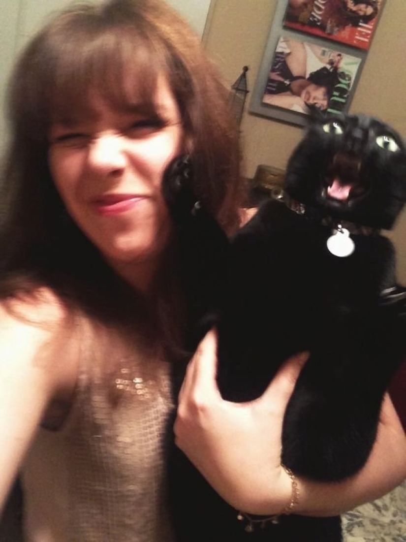 15 cats who hate selfies with people 15 cats who hate selfies with people