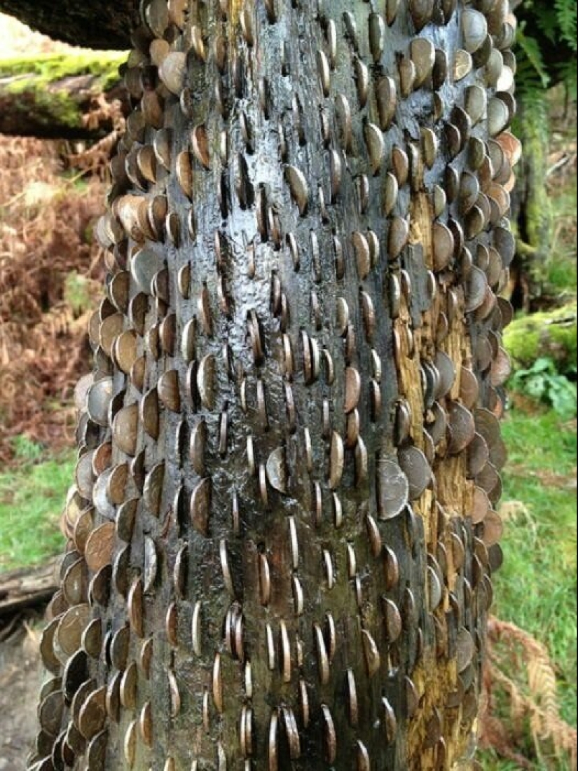 15 coin trees, or nightmares numismatists