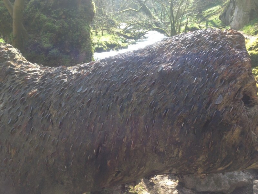 15 coin trees, or nightmares numismatists