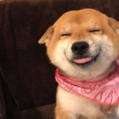 15 cute animals looking at which is hard not to smile