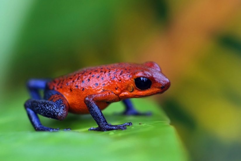 15 dangerous animals, which we consider as nice and kind 15 dangerous animals, which we consider as nice and kind