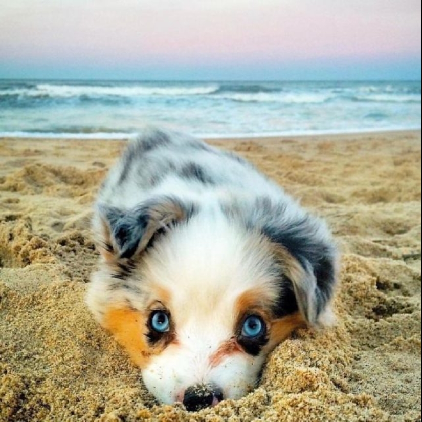 15 de los más hermosos cachorros que hará ternura 15 de los más hermosos cachorros que hará ternura