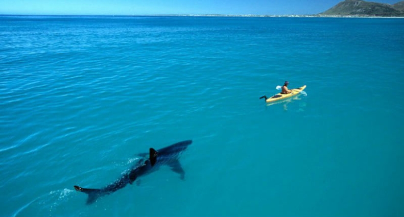 15 disparos, después de ver que se está en el agua o el pie