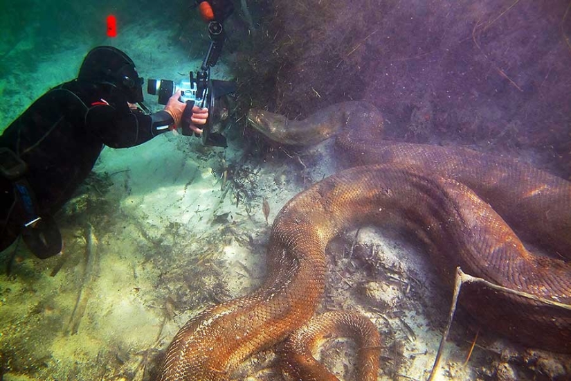 15 disparos, después de ver que se está en el agua o el pie